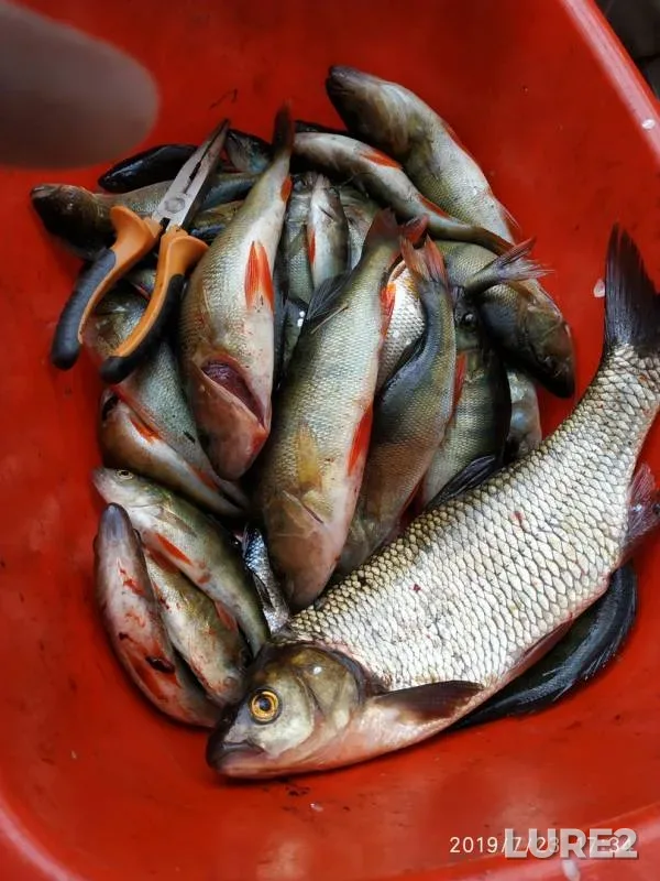 Ide, Perch — Respublika Kareliya, Medvezhyegorskiy rayon, Aug 05, 2019