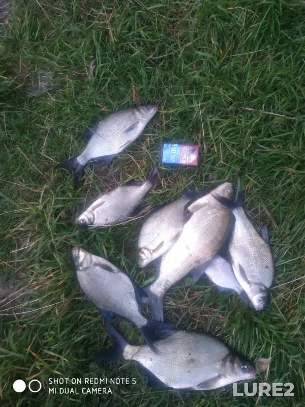 Bream — Desna, Aug 06, 2019