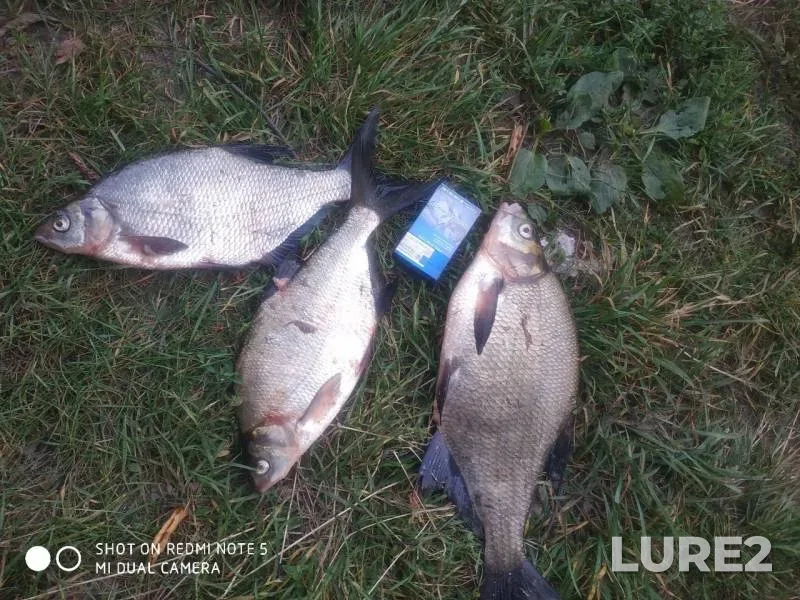 Bream — Desna, Aug 12, 2019
