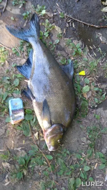 Bream, Zander — Desna, Aug 12, 2019