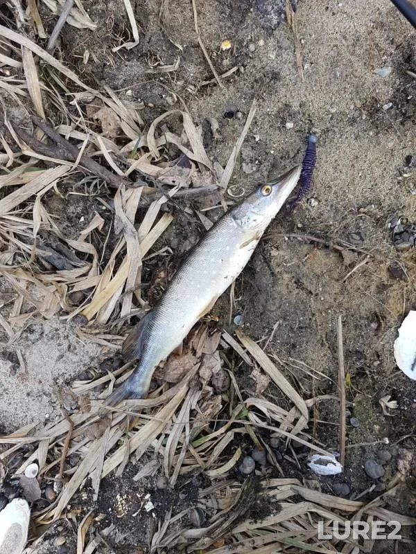Pike — Sivelga, Mar 09, 2019