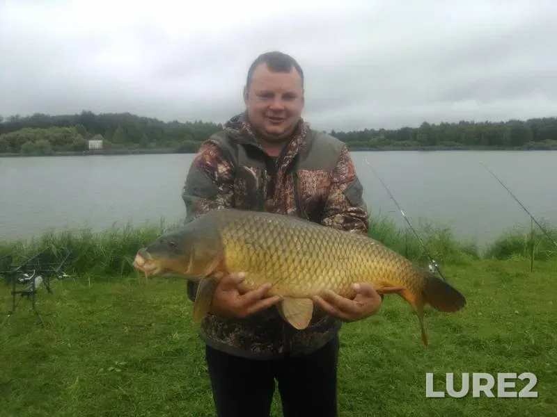 Carp — Bryanskaya oblast, Aug 18, 2019