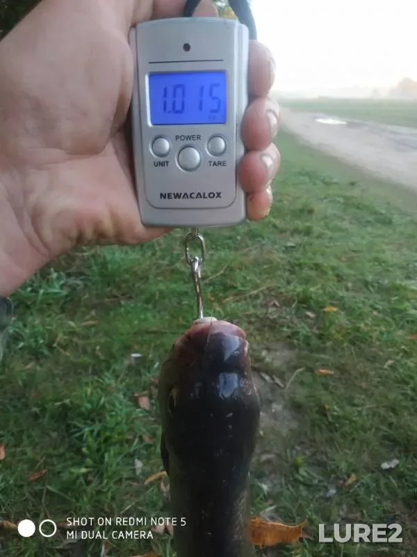 Bream — Desna, Aug 20, 2019