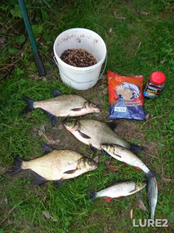 Bream — Desna, Aug 22, 2019