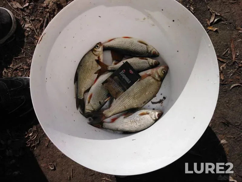 Bream, Roach — Desna, Sep 01, 2019
