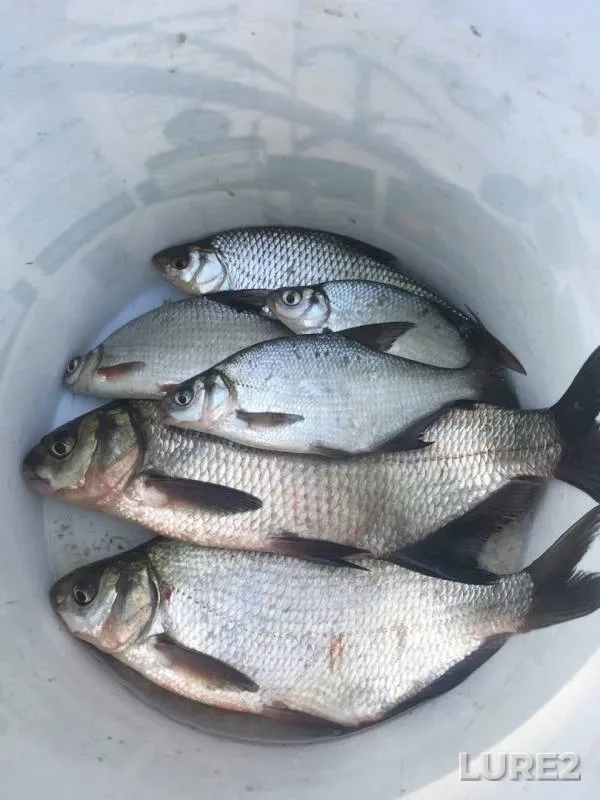 Bream, Roach — Desna, Sep 02, 2019