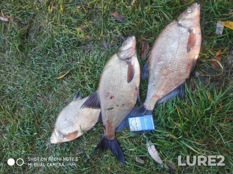 Bream — Desna, Sep 03, 2019