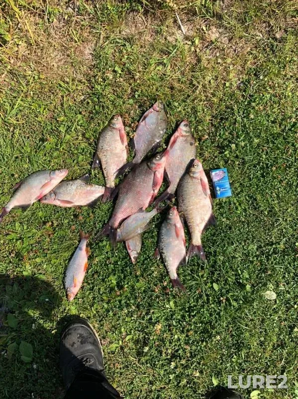 Bream — Orlik-5, Sep 03, 2019