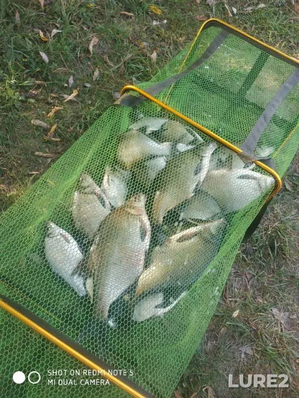 Bream — Desna, Sep 09, 2019