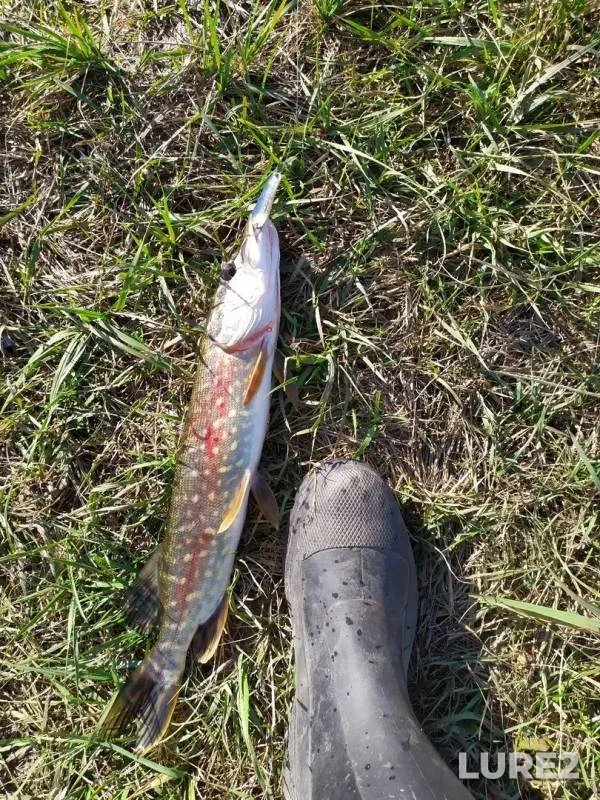 Pike — Desna, Sep 28, 2019