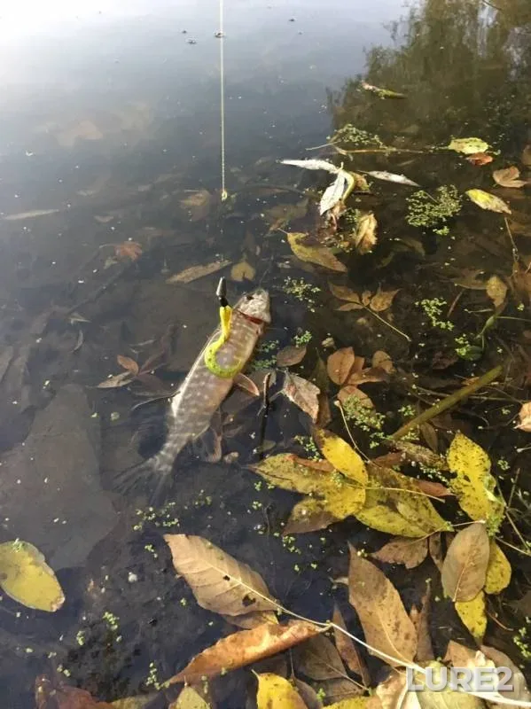 Pike — Desna, Oct 02, 2019