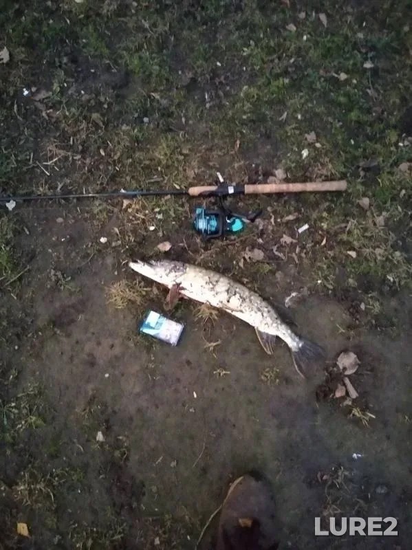 Pike — Bryanskaya oblast, Nov 16, 2019