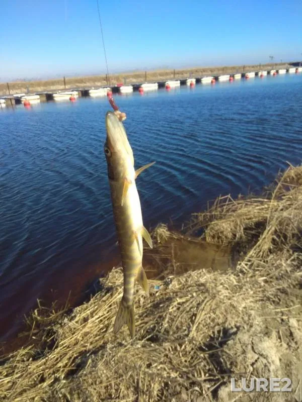 Pike — Gannibalovka, Apr 19, 2019