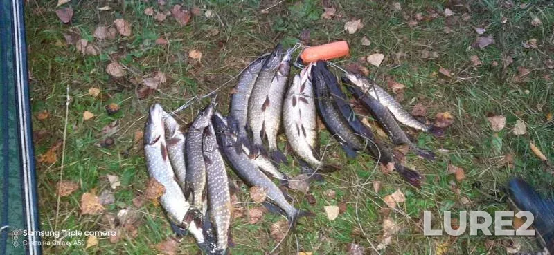 Pike — Respublika Bashkortostan, Sep 22, 2019