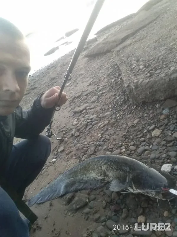 Wels catfish — Votkinskoye, Jul 21, 2018