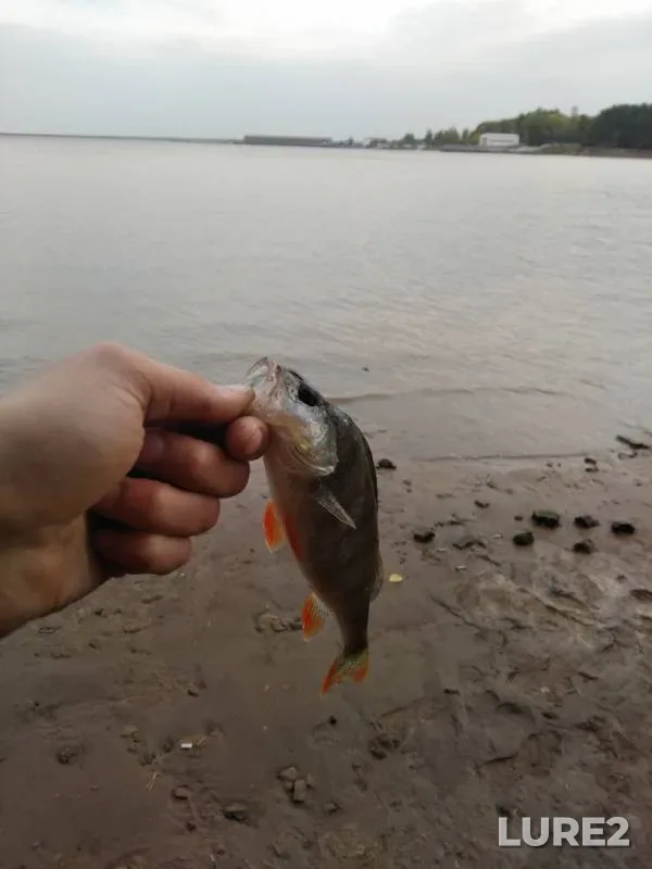 Perch — Lock Tschaikovsky, Sep 13, 2018