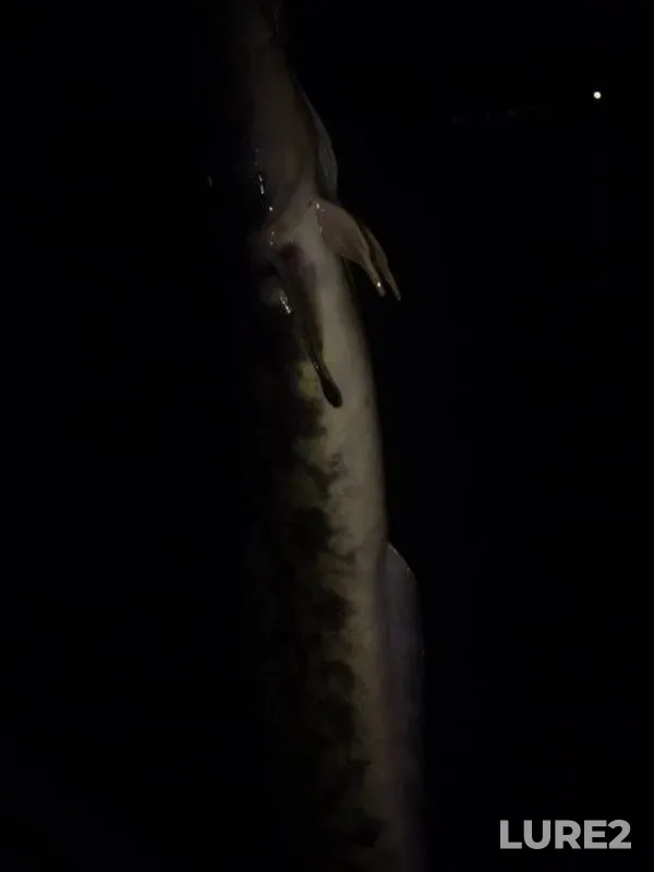 Burbot — Kama, Oct 16, 2018