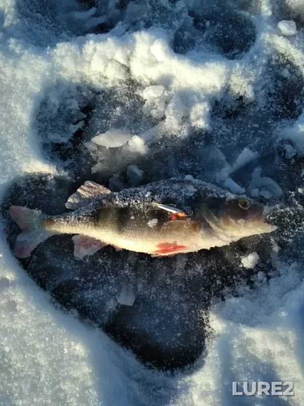 Perch — Kama, Nov 29, 2018