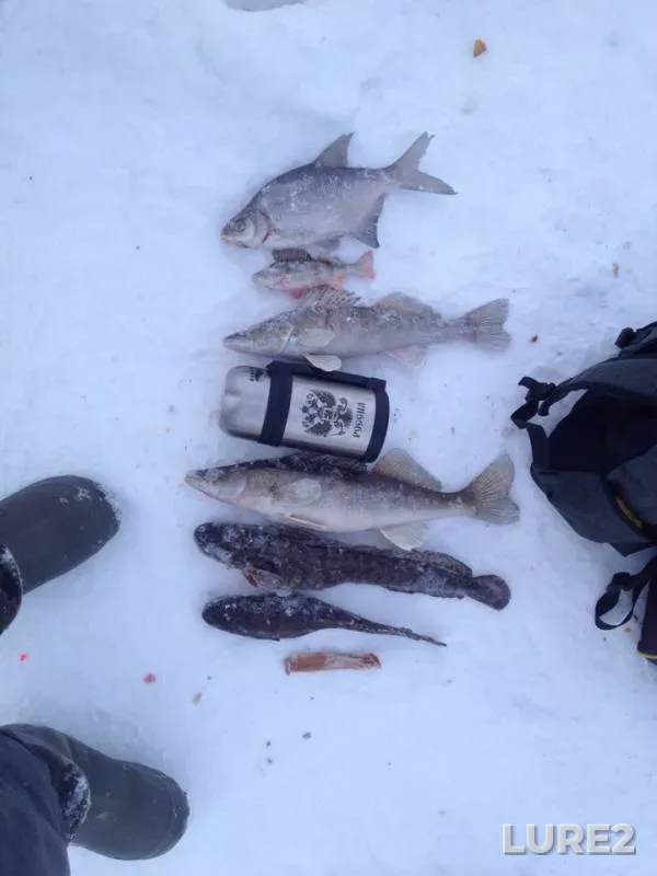 Bream, Burbot — Lock Tschaikovsky, Feb 13, 2019