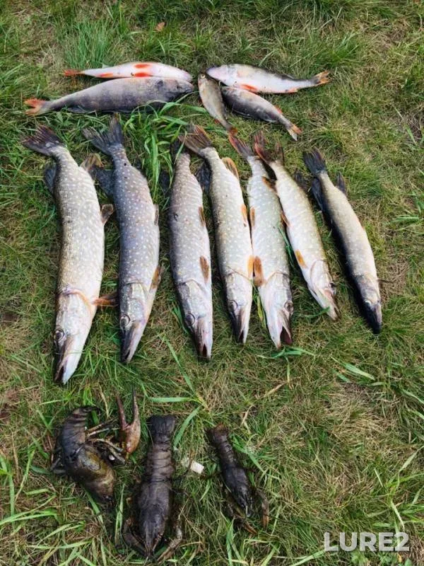 Perch, Pike — Kurya, Sep 04, 2019
