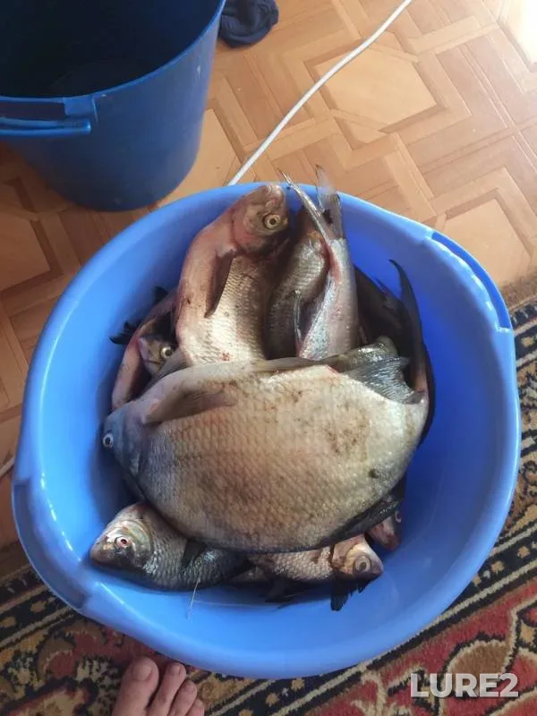 Bream — Saygatka, May 13, 2019