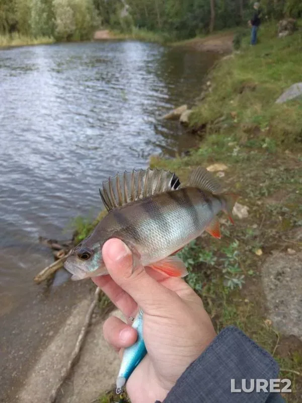 Perch — Kama, Aug 26, 2019