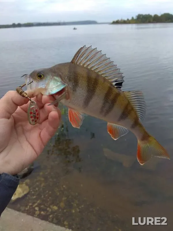 Perch — Kama, Sep 02, 2019
