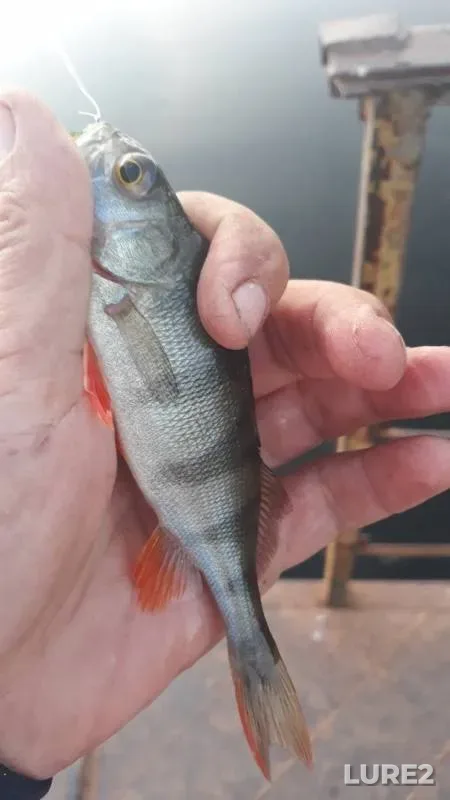 Perch — Votkinskiy, Sep 08, 2019