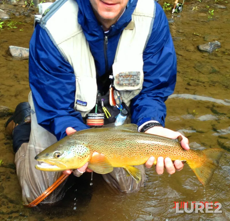 Brown trout — New York, Delaware County, Jun 20, 2019, 4:52 PM