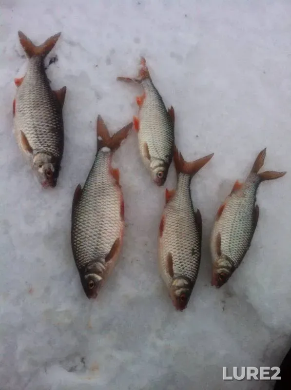 Roach — Sheksna, Dec 27, 2016