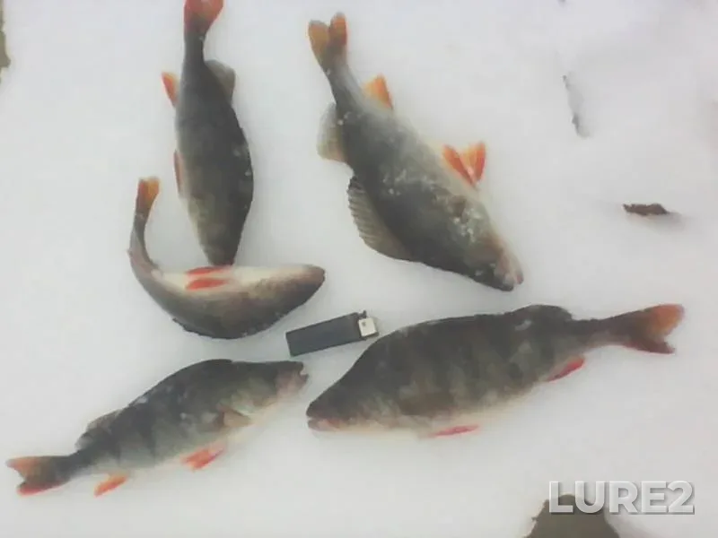 Perch — Rybinskoye, Dec 24, 2016