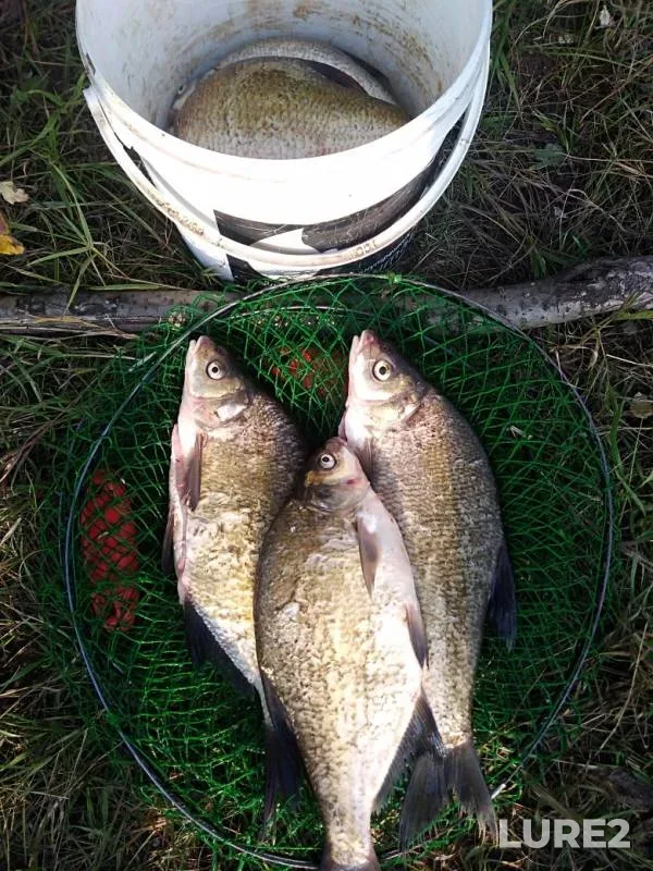 Bream — Belaya, Aug 16, 2019