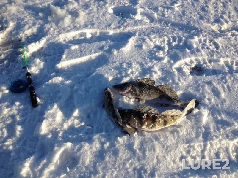 Perch — Sheksna, Jan 11, 2017