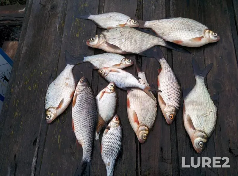 Roach, White bream — Yagorba, May 16, 2017