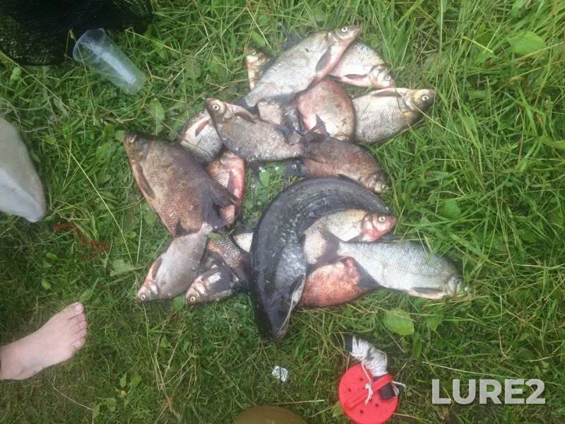 Bream, Wels catfish — Volgo-Baltiyskiy kanal, Jul 17, 2017