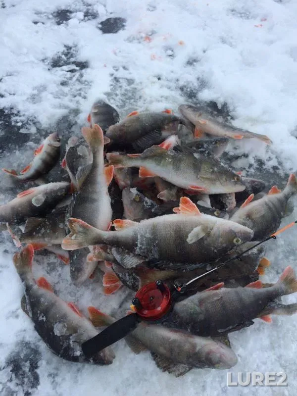 Perch — Rybinskoye, Jan 11, 2018