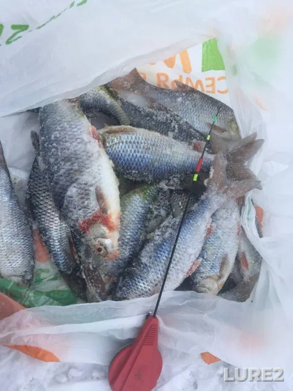 Roach — Volgo-Baltiyskiy kanal, Jan 16, 2018