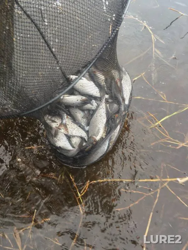 Bream — Suda, Apr 30, 2018