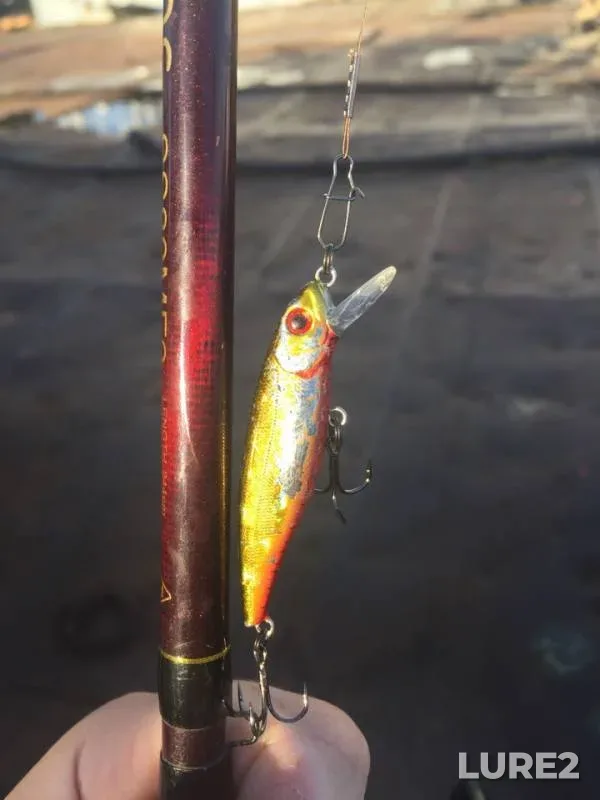 Perch, Pike — Suda, Jun 22, 2018