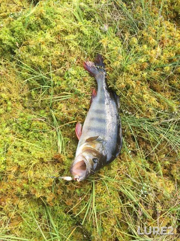 Perch — Slitsovskoye, Jul 20, 2018