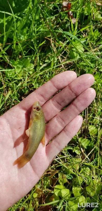 Tench — Yaroslavskaya oblast, Aug 26, 2018