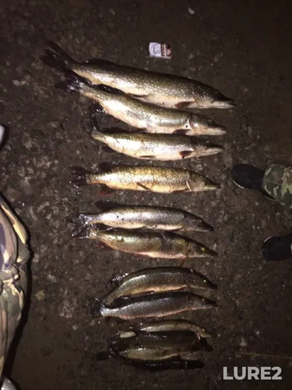 Pike — Myaksa, Oct 15, 2018