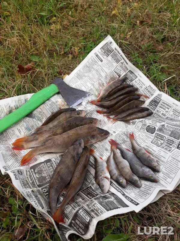 Perch — Ugla, Oct 20, 2018