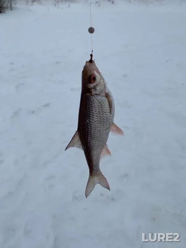 Roach — Bozhay, Mar 17, 2019