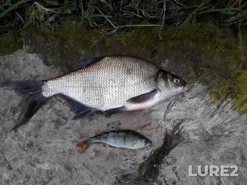 Bream, Perch — Volgo-Baltiyskiy kanal, Jun 18, 2019