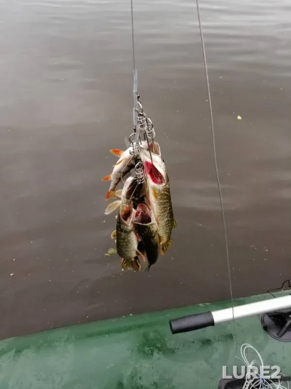 Perch, Pike — Koshta, Aug 18, 2019