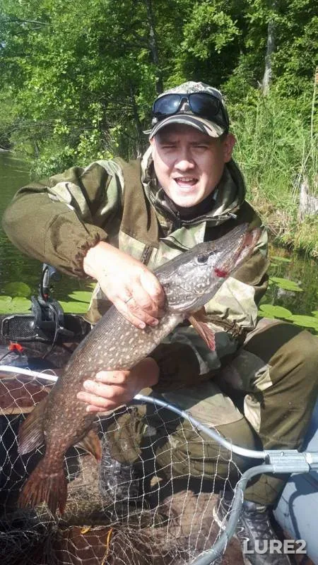 Perch, Pike — starorechye Ineyevskoye, Aug 04, 2019