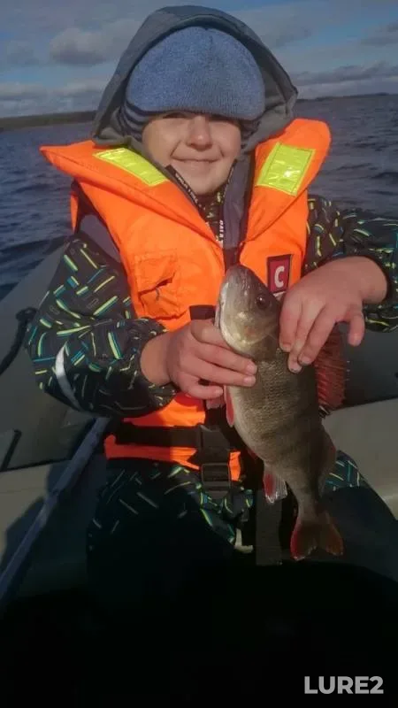 Perch — Rybinskoye, Sep 21, 2019