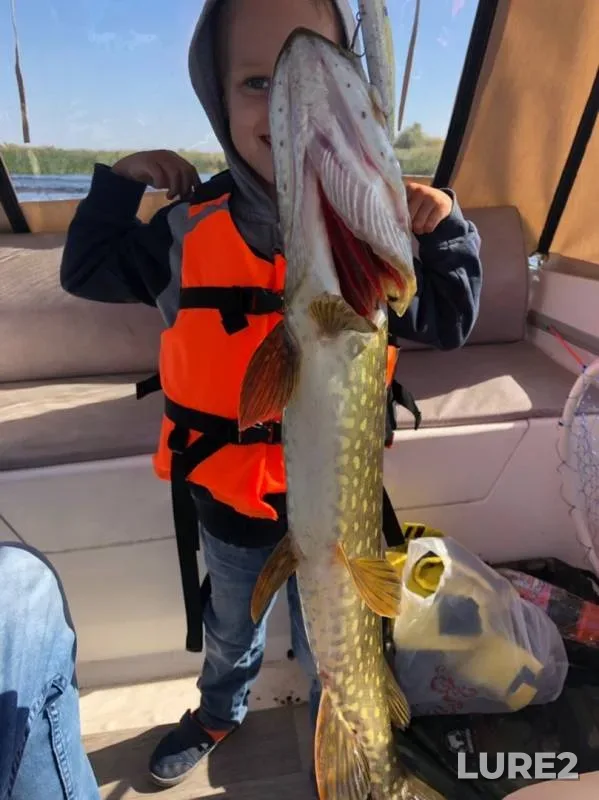 Pike — Saratovskaya oblast, Sep 11, 2019