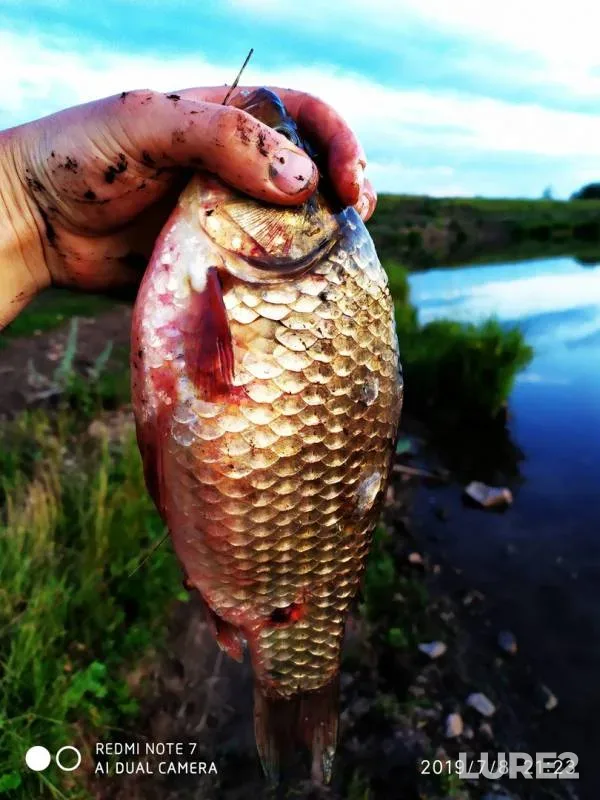 Carp, Crucian carp — Tyater, Jul 10, 2019